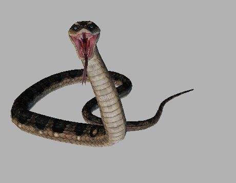 Pet Sarpe - Keyto - Mesaj 1 - Imagine 1